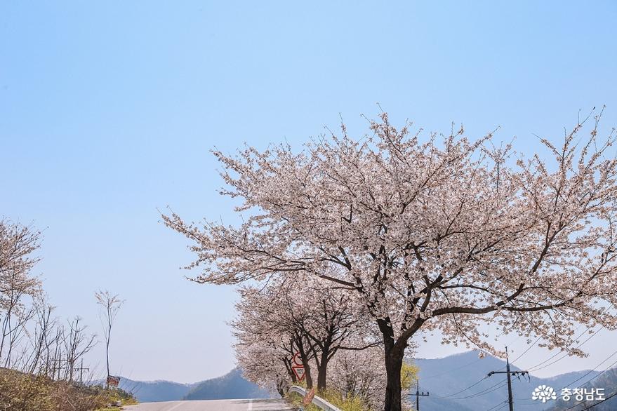 금강을 따라 조용한 유채꽃밭 산책, 석장리 계절별 꽃단지 사진