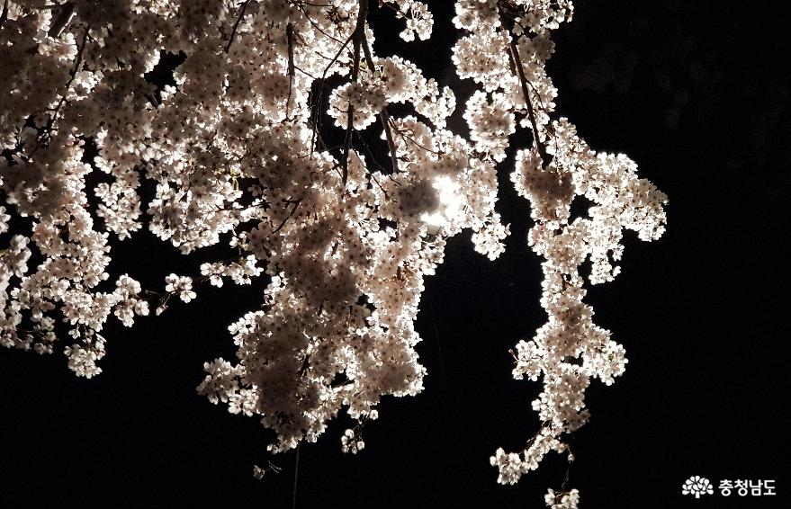 천안천(川)의 봄날 ‘낮, 그리고 밤’