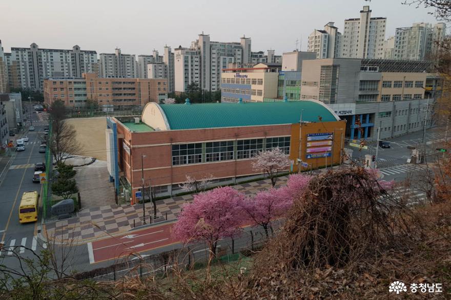 봄꽃보며걷기좋은도심속숲길천안월봉산 3
