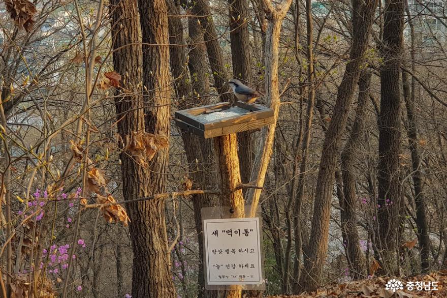 봄꽃보며걷기좋은도심속숲길천안월봉산 12