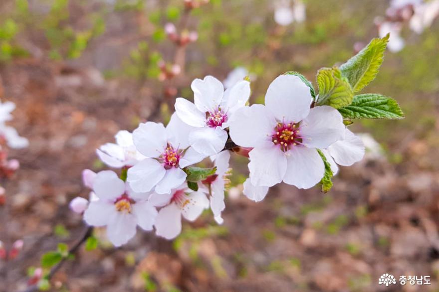 봄꽃 보며 걷기 좋은 도심 속 숲길, 천안 월봉산 사진