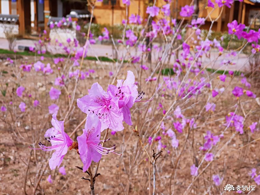 각양각색 종류별 봄꽃천국 공주한옥마을 사진