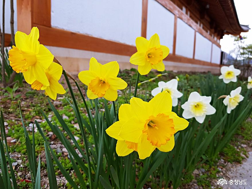 각양각색 종류별 봄꽃천국 공주한옥마을 사진