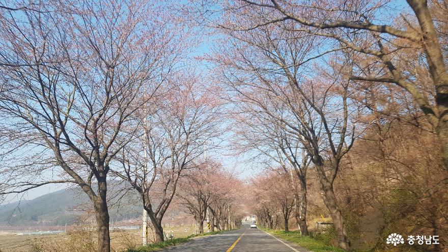 보령댐 가는 길 아름다운 벚꽃길, 눈으로 즐기세요