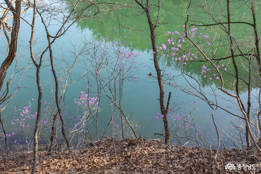 호수변에 꽃을 피운 진달래 나무들 
