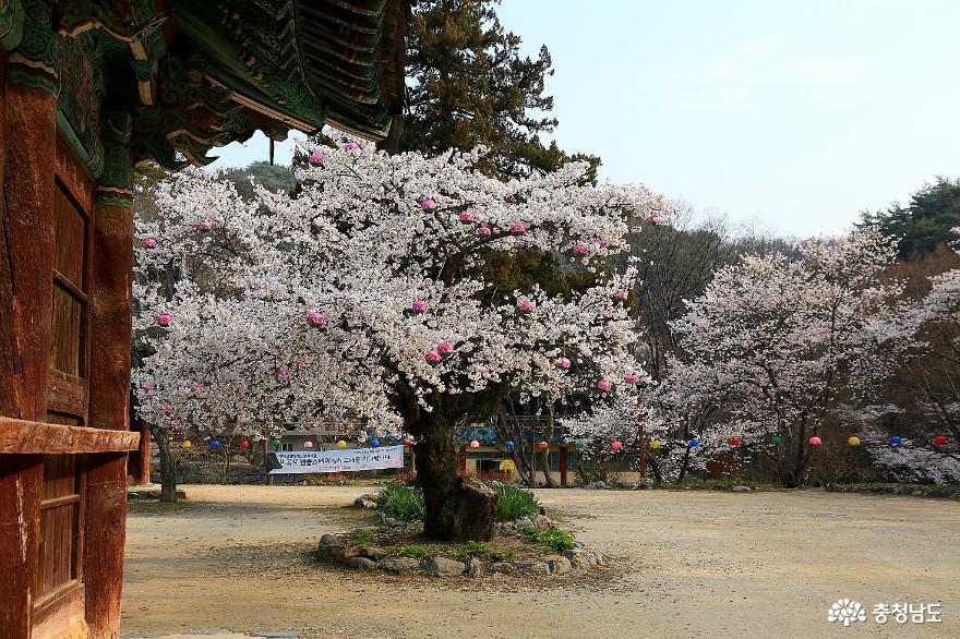 봄꽃 향기 가득한 천년고찰 마곡사 사진