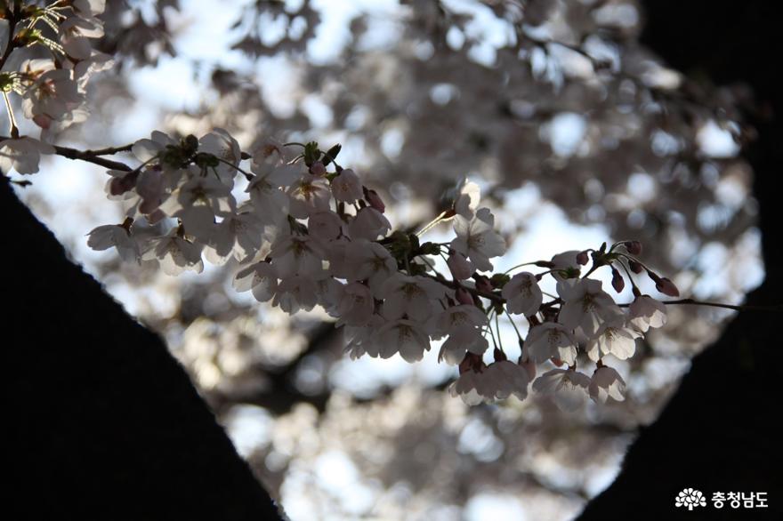 하얀 벚꽃 만개한 아산온천단지 사진