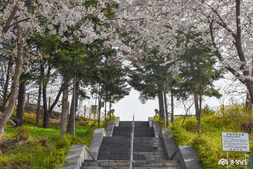 도심 전망이 좋은 야트막한 언덕, 천안 남산공원 사진