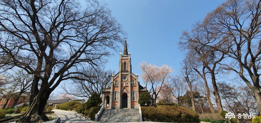 벚꽃이 흩날리는 공세리성당의 봄 사진