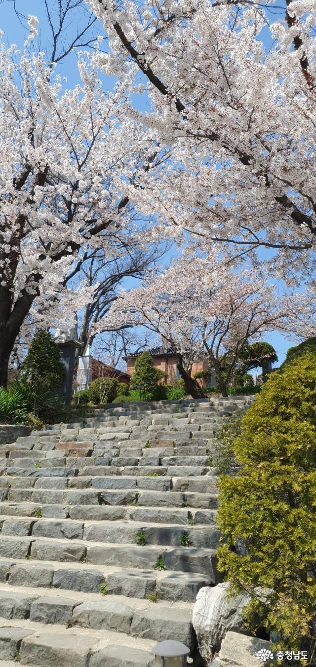 벚꽃이 흩날리는 공세리성당의 봄 사진