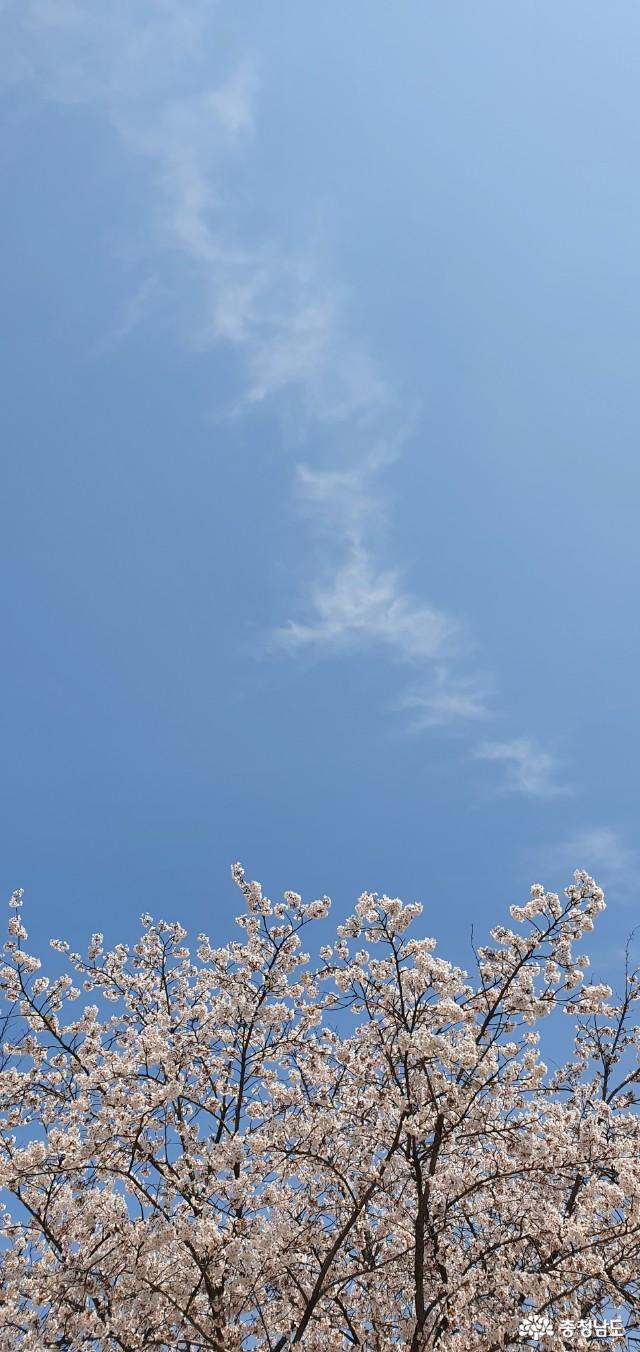 벚꽃이흩날리는공세리성당의봄 6