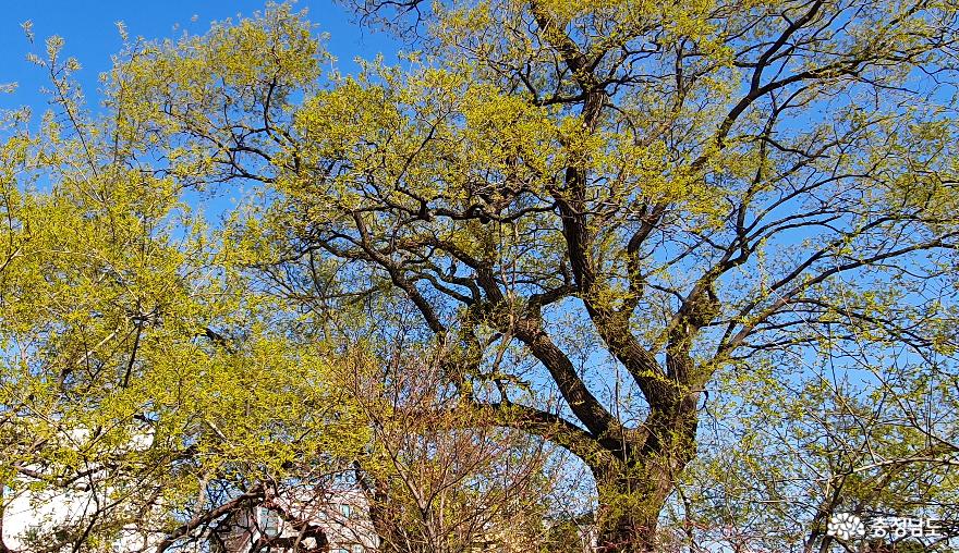 장재리 보호수목 왕버들나무2. 