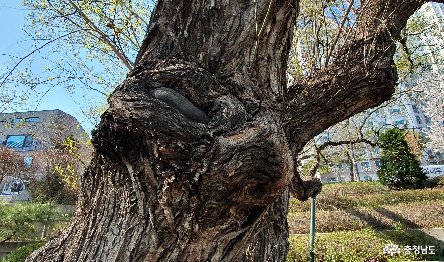 장재리 보호수목 왕버들나무 4. 