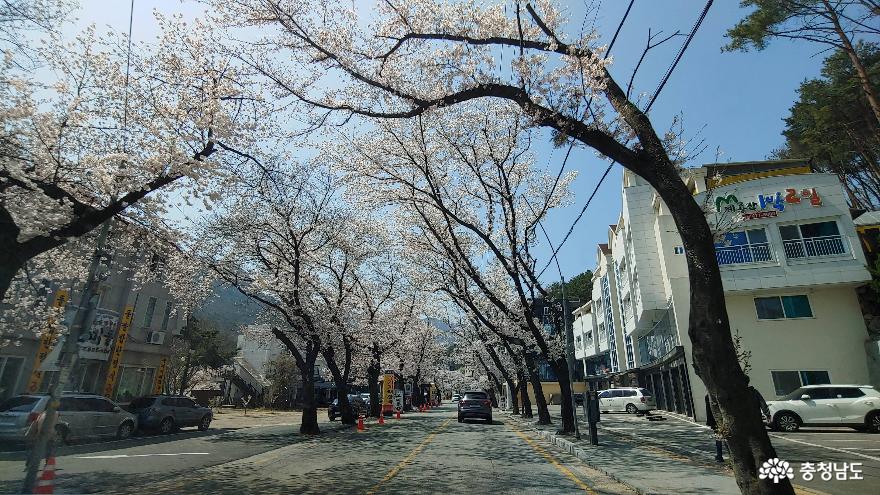 계룡산 벚꽃과 함께하는 행복봄맞이