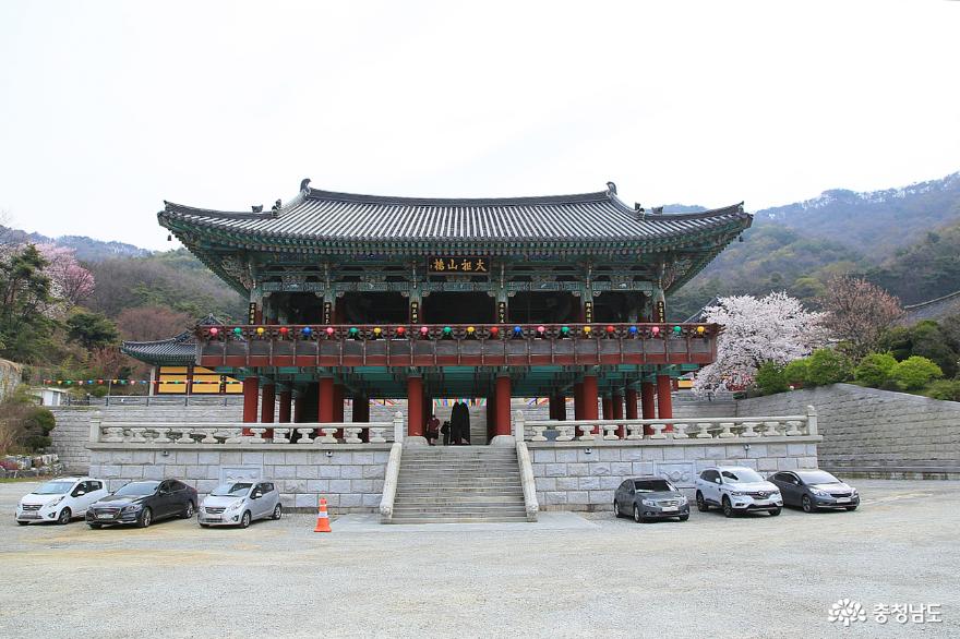 벚꽃의 향연이 펼쳐지고 있는 천안 각원사(覺願寺)