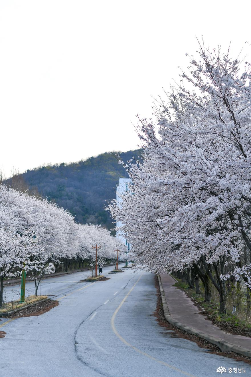 아산드라이브스루벚꽃산책 1