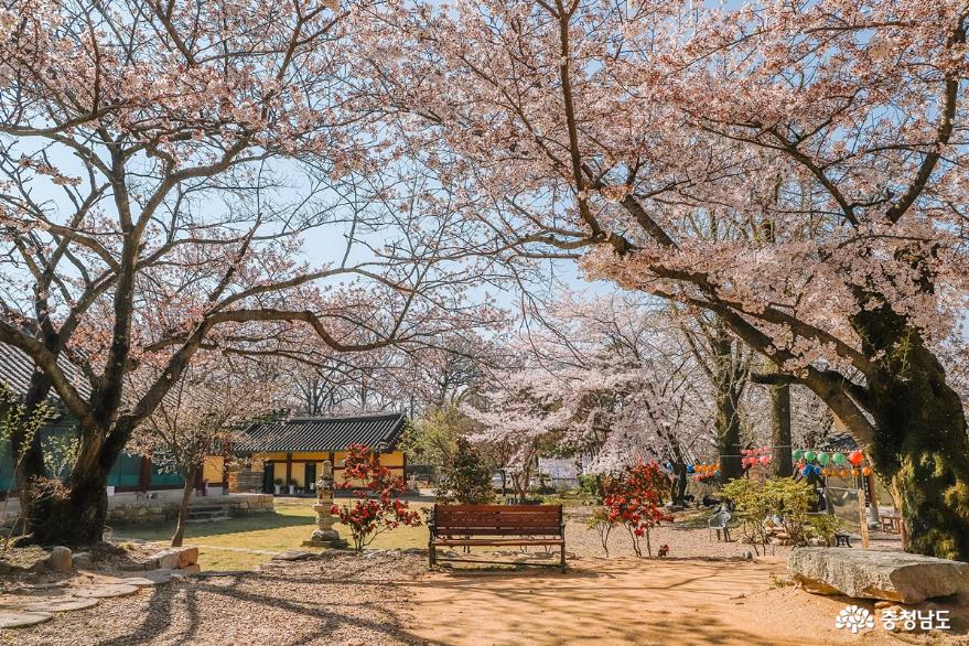 조용한 사찰에서  벚꽃 구경, 공주 신원사 사진