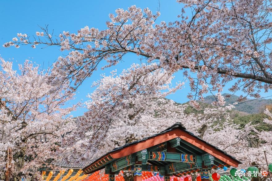 조용한 사찰에서  벚꽃 구경, 공주 신원사 사진