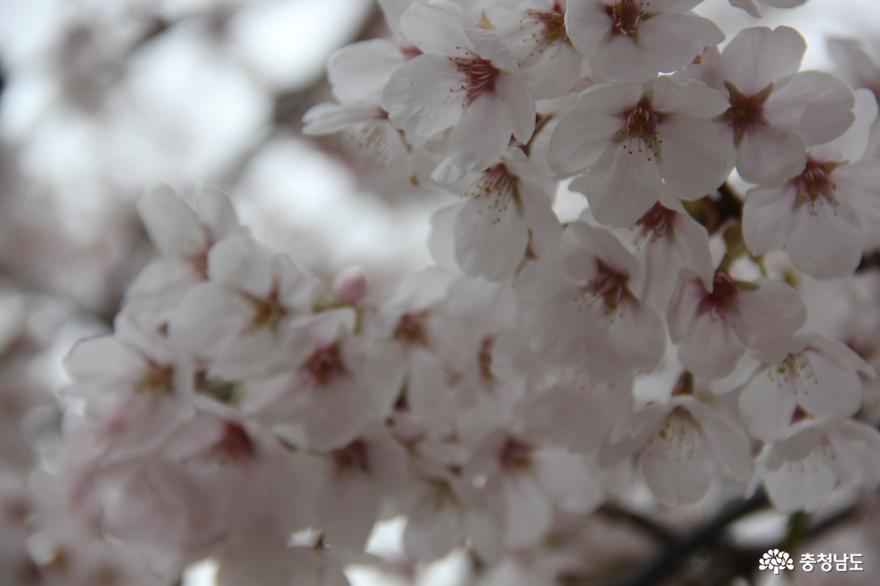 온라인으로 즐기는 벚꽃놀이 사진