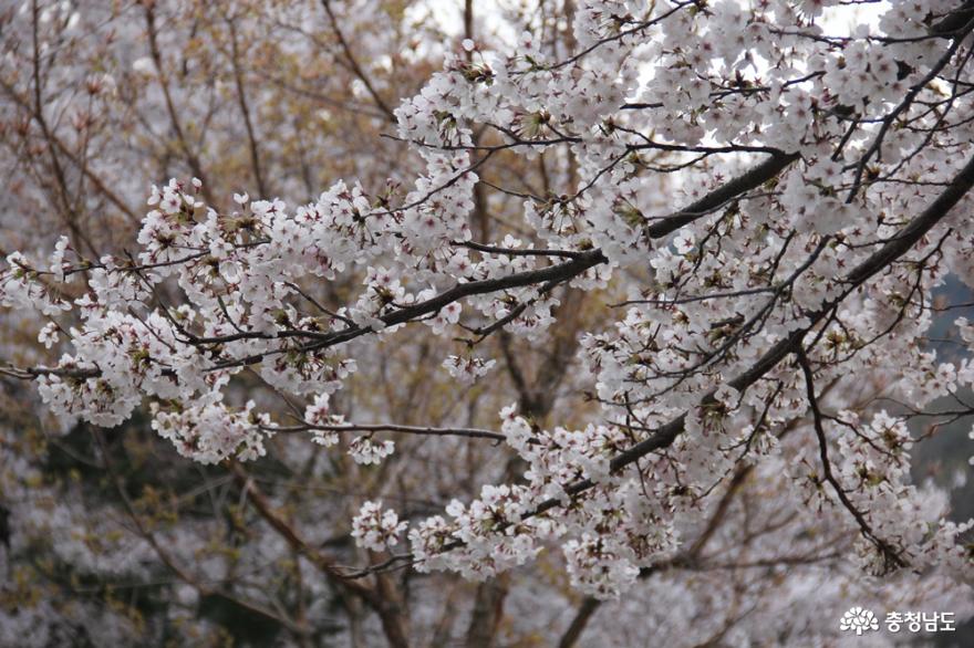 온라인으로 즐기는 벚꽃놀이 사진