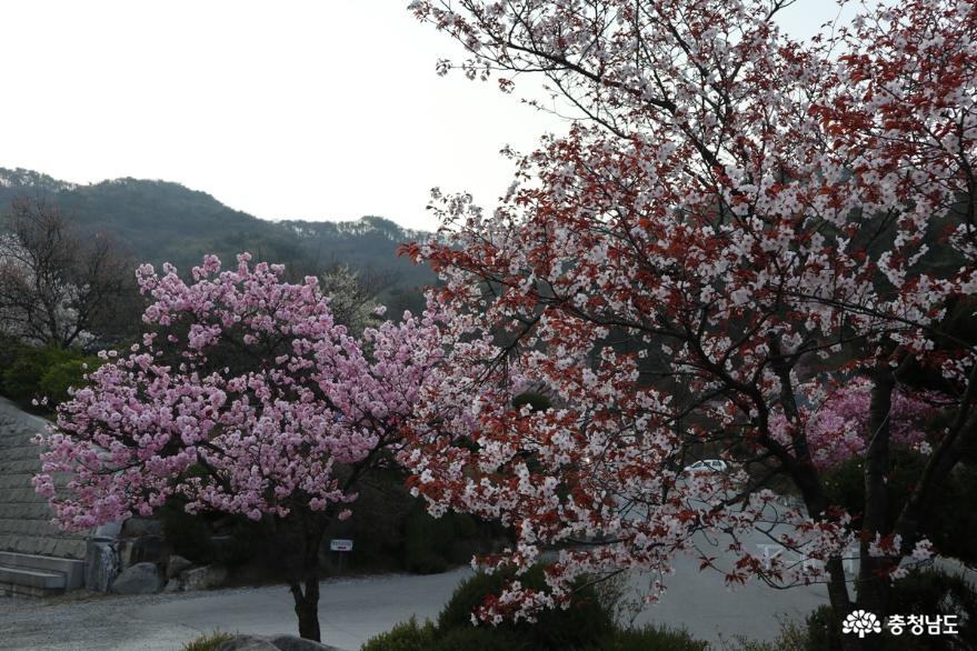 태조산 각원사는 봄꽃으로 화려한 꽃단장