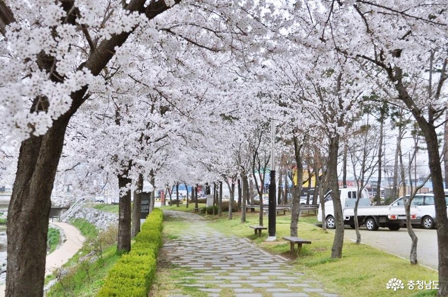 홍성 대교공원 벚꽃길 아름다워요