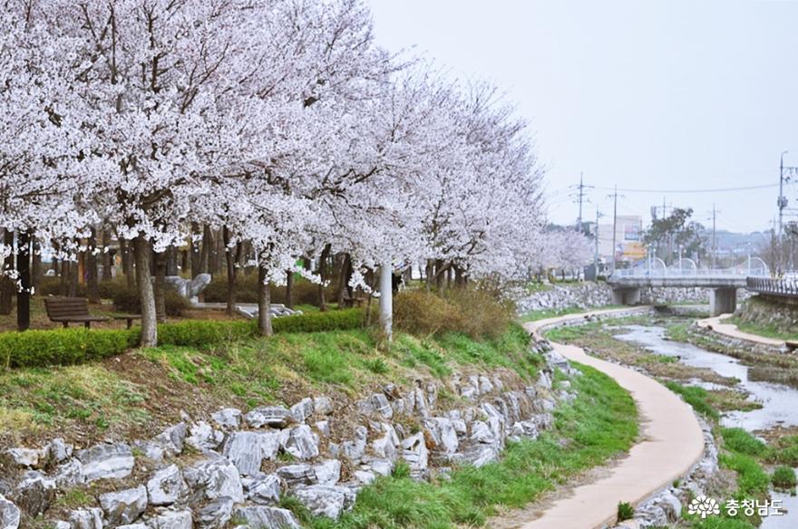 홍성대교공원벚꽃길아름다워요 2
