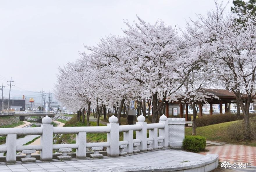 홍성 대교공원 벚꽃길 아름다워요 사진