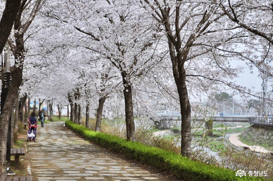 홍성대교공원벚꽃길아름다워요 7