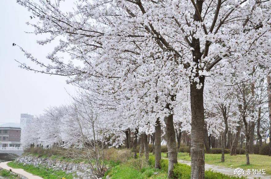 홍성대교공원벚꽃길아름다워요 10