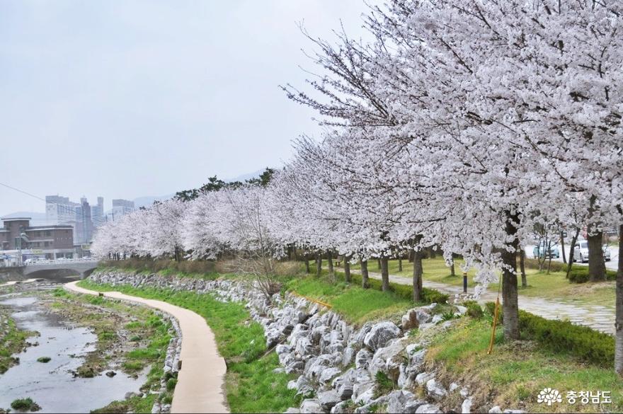 홍성 대교공원 벚꽃길 아름다워요 사진