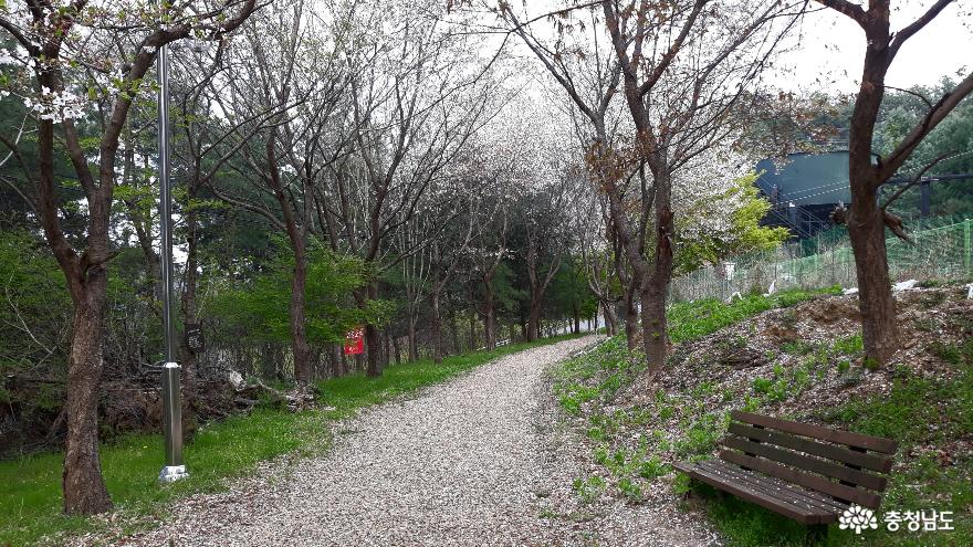 공주시옥룡정수장 언덕 위의 봄날은 간다 사진