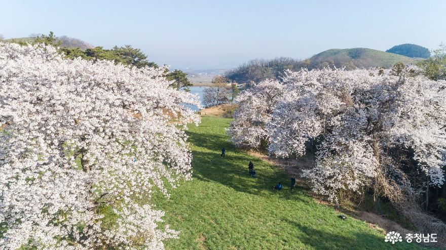 꽃 활짝 피운 서산 용비지 인근 벚나무