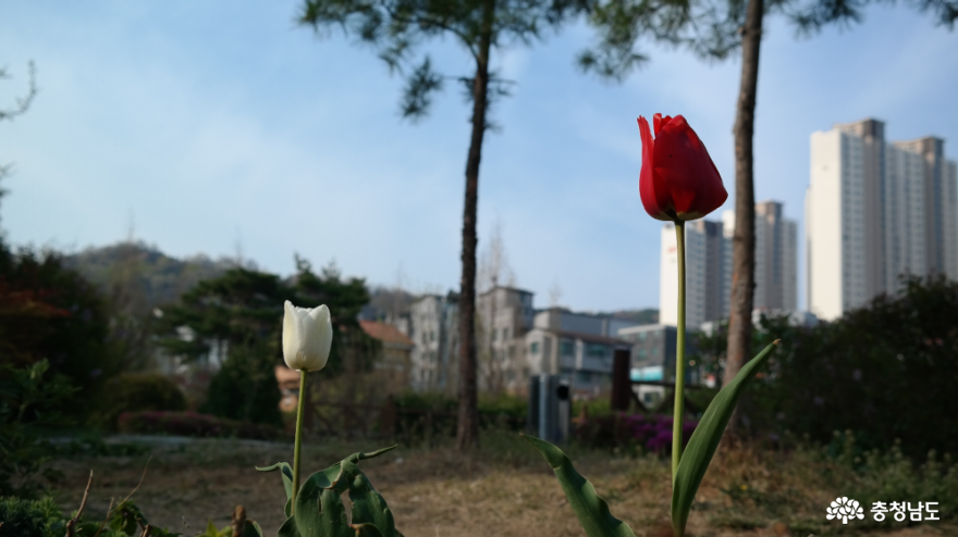 '사회적 거리 두며' 동네 공원 봄꽃과의 눈맞춤 사진