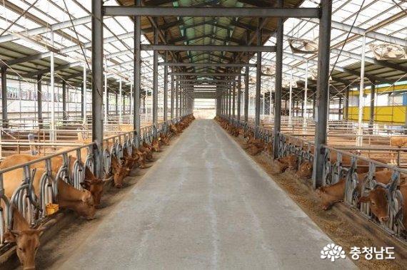 홍성군, ‘깨끗한 축산농장 지정 사업’ 추진