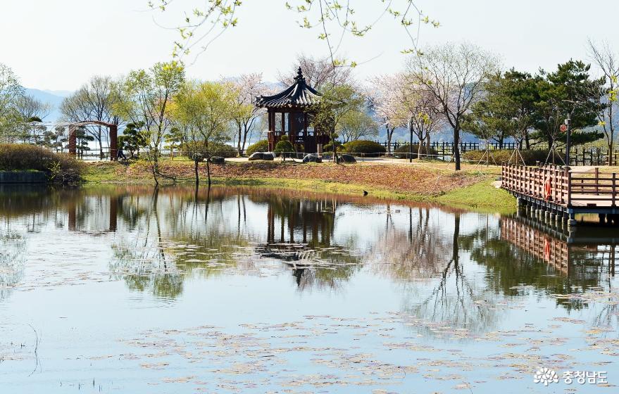 봄내려온논산탑정호수변공원 4