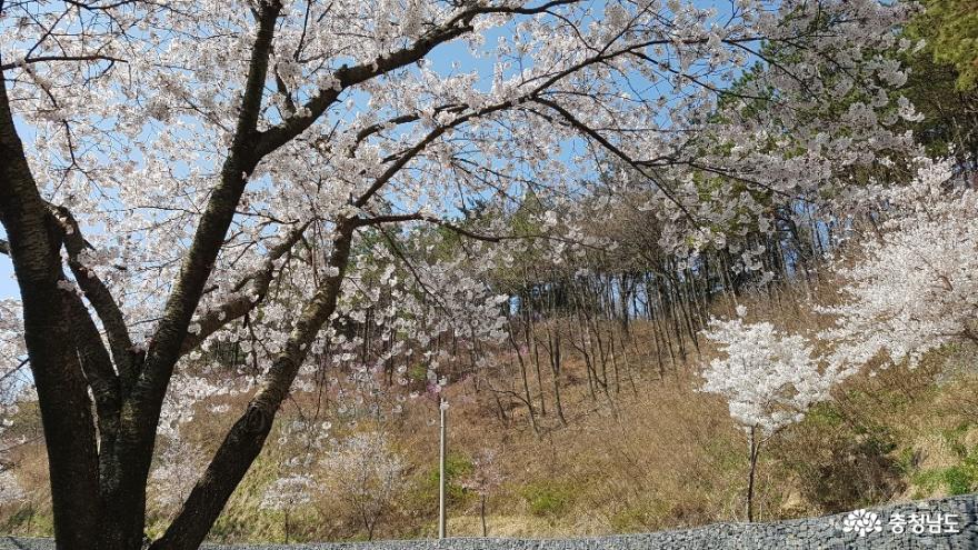 봄, 충남 보령 성주산의 아름다움!