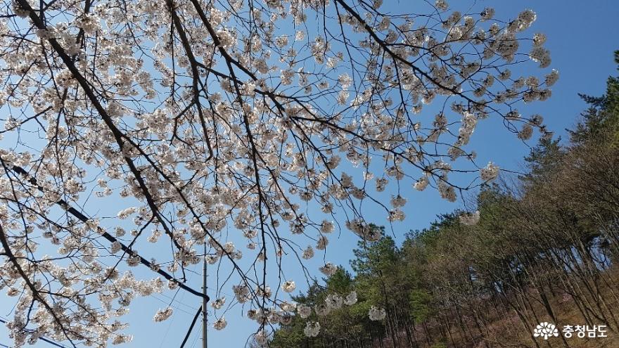 봄충남보령성주산의아름다움 2