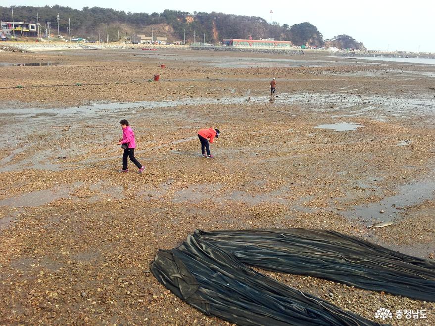 올봄보양식은당진장고항실치로끝낸다 2