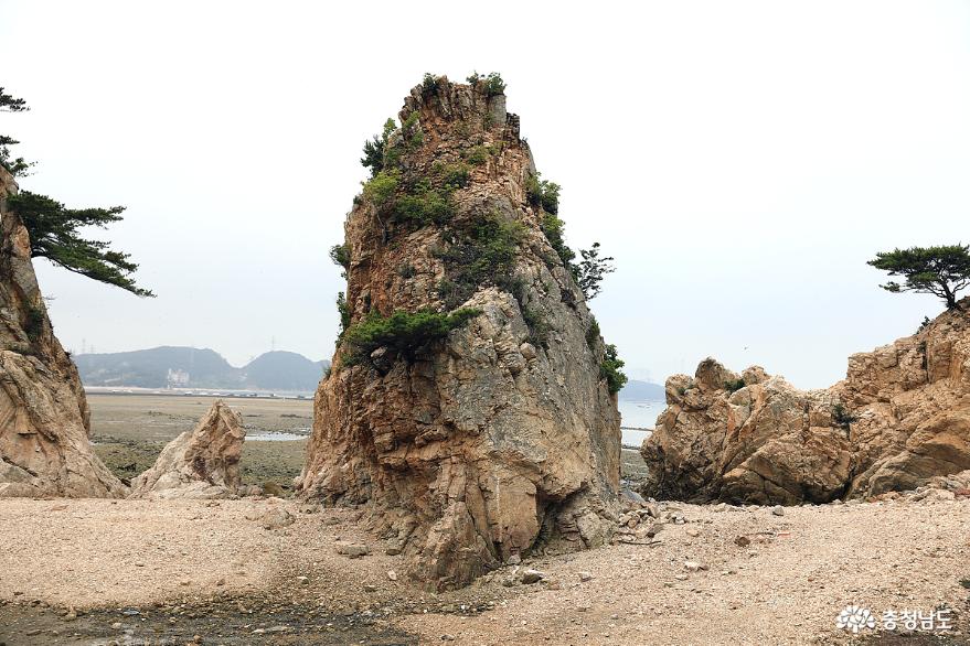 올봄보양식은당진장고항실치로끝낸다 4