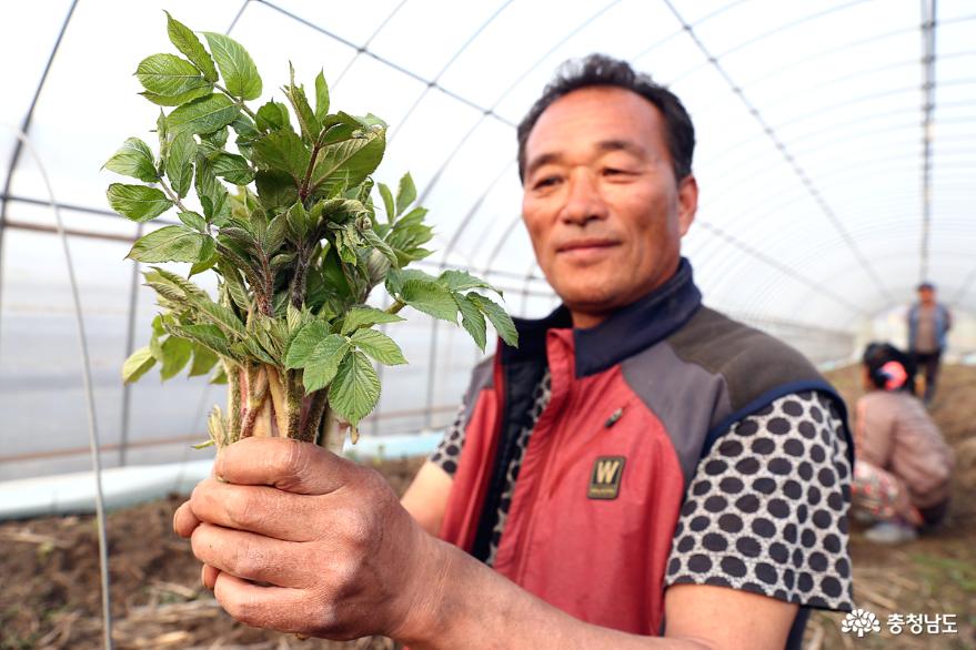 봄 산채의 제왕 '땅두릅', 그 궁극의 맛 사진