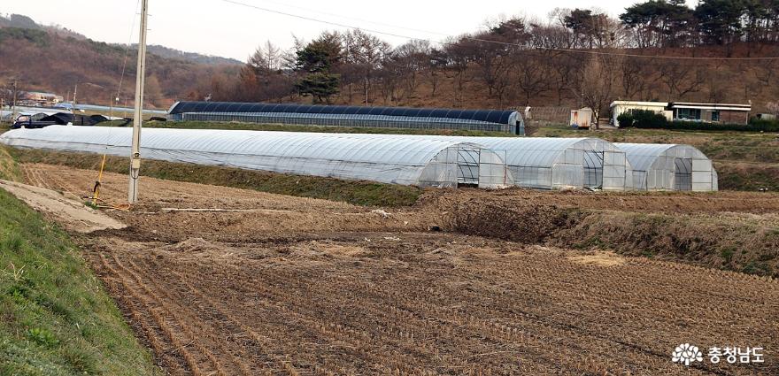 봄 산채의 제왕 '땅두릅', 그 궁극의 맛 1