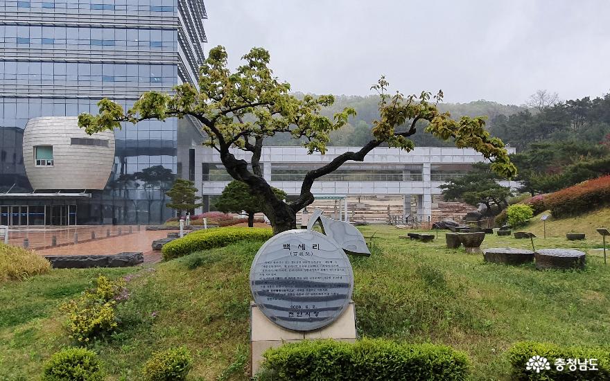 천안시청 정원의 백세리.