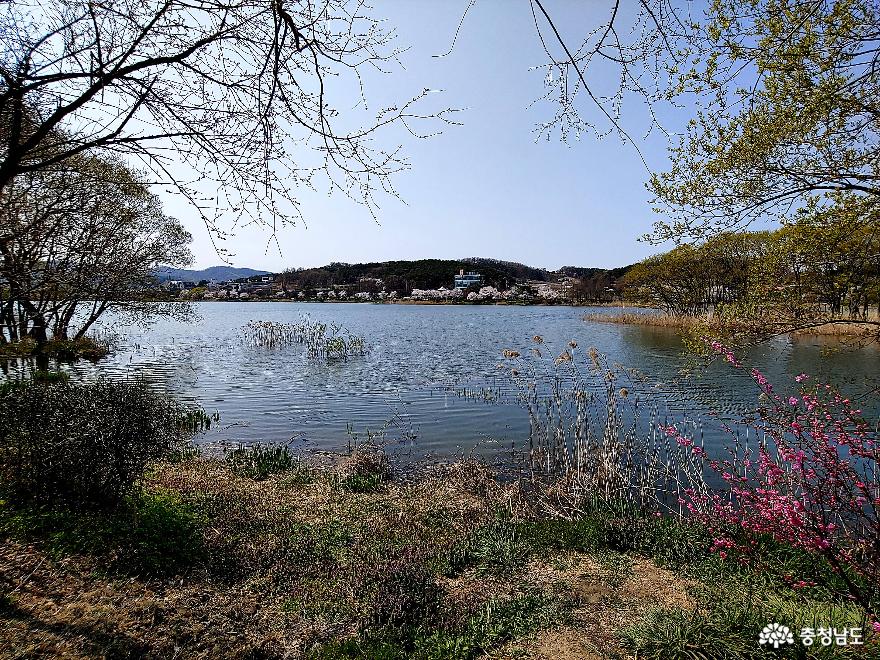 아산 신정호에서 봄맞이 나들이하기