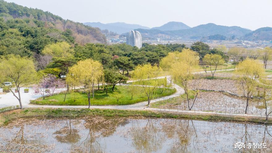 드론으로 본 싱그러운 궁남지의 봄 연밭 풍경