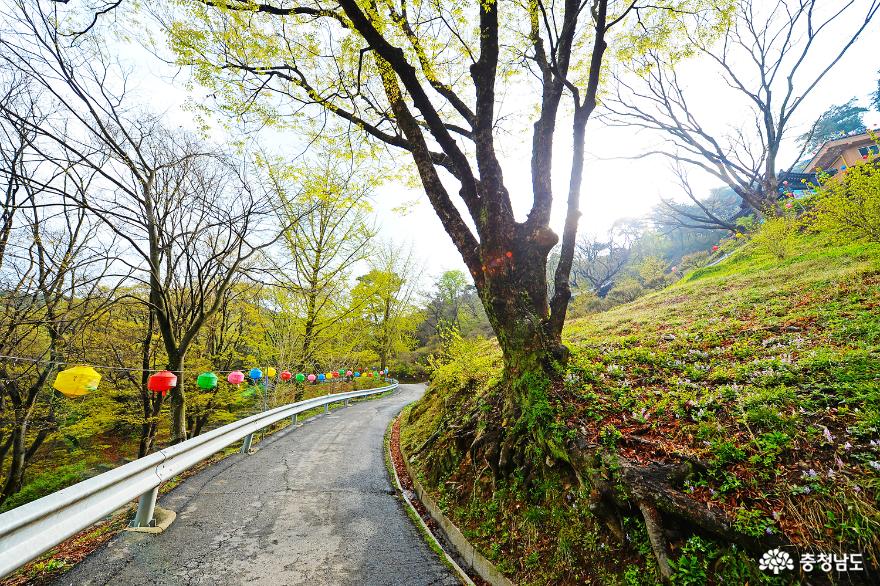 고즈넉하고아름다운봄천안태조산성불사 5