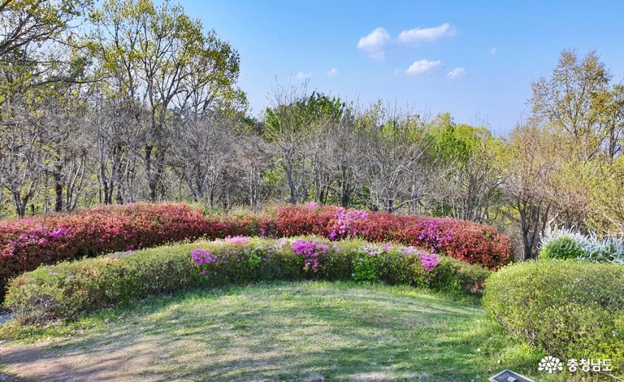 봄빛 싱그럽고 화사한 홍성 남산 산책 사진