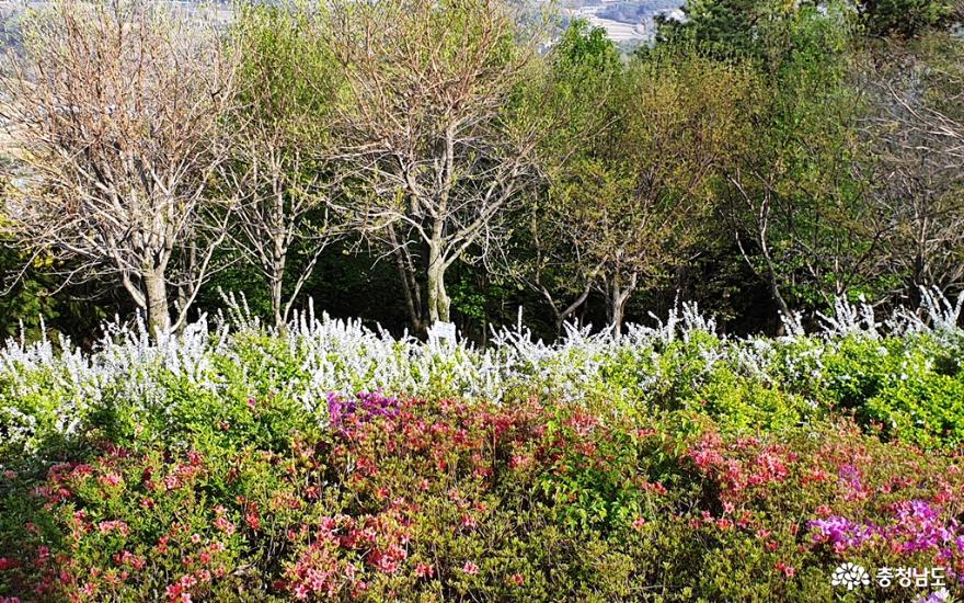 봄빛 싱그럽고 화사한 홍성 남산 산책 사진