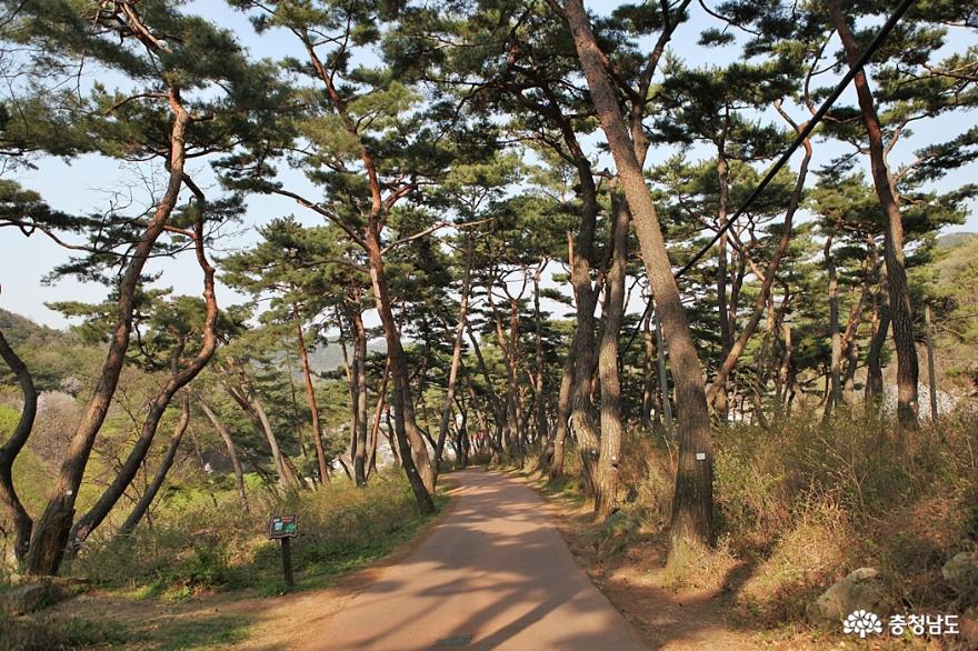 아산 봉곡사 소나무 우거진 천년의숲길 사진