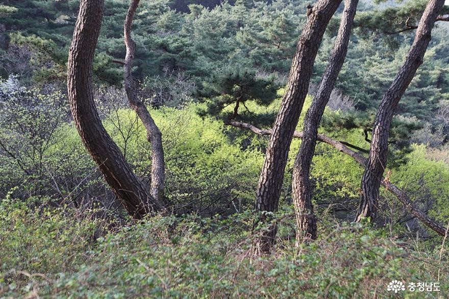 아산 봉곡사 소나무 우거진 천년의숲길 사진